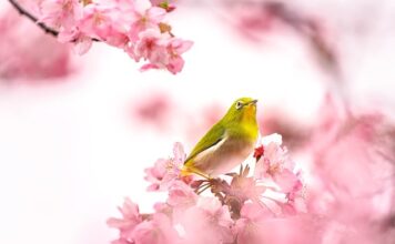 Jak skutecznie nauczyć dziecko ssać pierś po butelce?