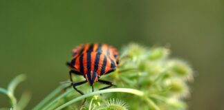 Jak zabezpieczyć mieszkanie w bloku przed pluskwami?