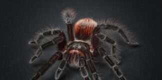 Czy odstraszacze ultradźwiękowe działają na pająki?