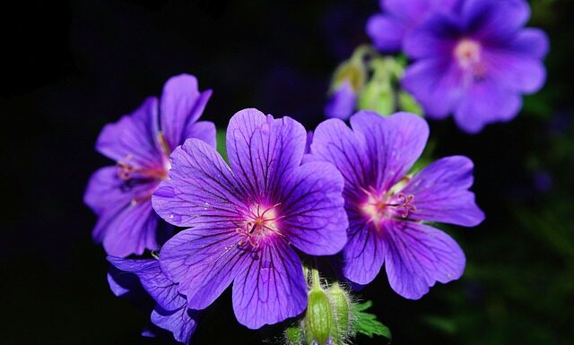 Czy pelargonie odstraszają muchy? Czy pelargonie odstraszają muchy?